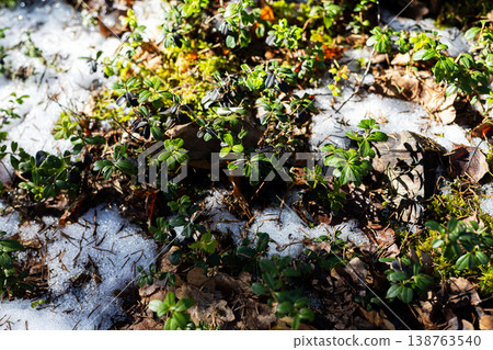 Melting ice with lush greenery. Sunlit landscape showing seasonal environmental shifts Melting ice with lush greenery. Sunlit landscape showing seasonal environmental shifts 138763540