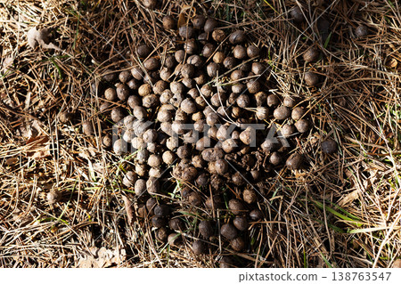 Animal sign documentation showing deer droppings amidst leaf litter for ecological research purposes 138763547