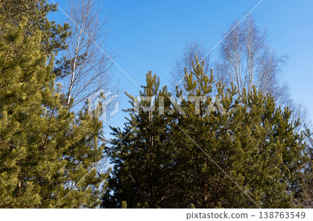 Woodland scene view. Peaceful rural landscape with textured trees and distant horizon Woodland scene view. Peaceful rural landscape with textured trees and distant horizon 138763549