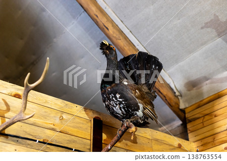 Rustic barn wildlife image. Farmyard capercaillie displaying alertness and graceful plumage Rustic barn wildlife image. Farmyard capercaillie displaying alertness and graceful plumage 138763554