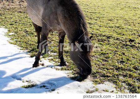 Serene pastoral landscape illustrating horses among flourishing meadows and shifting seasons Serene pastoral landscape illustrating horses among flourishing meadows and shifting seasons 138763564