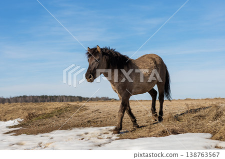 Horse crosses snow. Wild stallion moves across melting snow under vast sky peaceful scene Horse crosses snow. Wild stallion moves across melting snow under vast sky peaceful scene 138763567