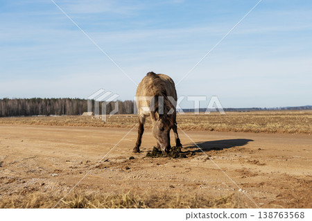 Mudcovered horse. Solitary equine in plain. Horse trudges through arid landscape quietly Mudcovered horse. Solitary equine in plain. Horse trudges through arid landscape quietly 138763568