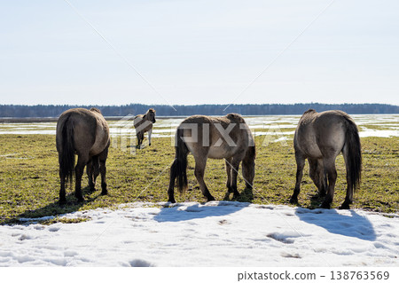 Tranquil scene depicting solitary horse joining grazing group near melting marshland Tranquil scene depicting solitary horse joining grazing group near melting marshland 138763569