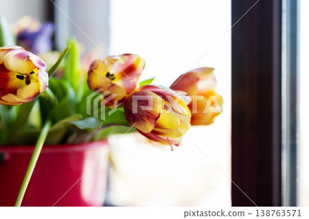 Intimate scene featuring bright tulips on windowsill with tranquil morning ambience Intimate scene featuring bright tulips on windowsill with tranquil morning ambience 138763571