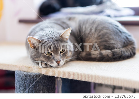 Tranquil grey tabby curled up on natural light filled perch with serene expression 138763575
