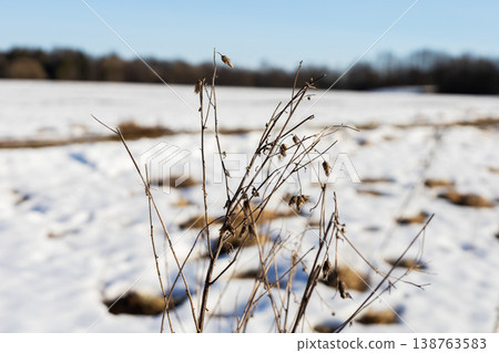 Serene winter scene featuring dried grasses and softfocus background in cool blue hues Serene winter scene featuring dried grasses and softfocus background in cool blue hues 138763583