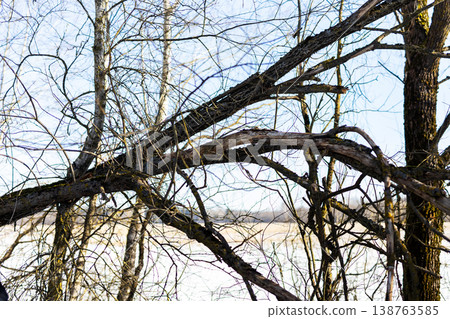 Silent branches over icy shore. Serene winter landscape with bare trees and frozen water 138763585
