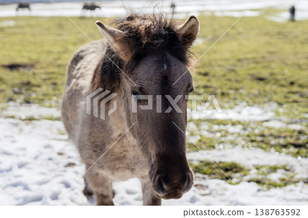 Beautiful image of wintery pony gaze. Detailed closeup of pony in snowy winter landscape Beautiful image of wintery pony gaze. Detailed closeup of pony in snowy winter landscape 138763592