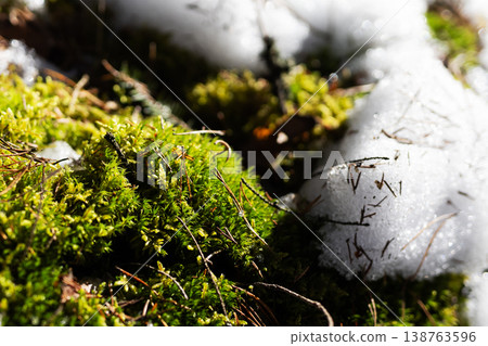 Snowdusted moss and pine details. Vivid moss emerging through snow with pine needle scatter Snowdusted moss and pine details. Vivid moss emerging through snow with pine needle scatter 138763596