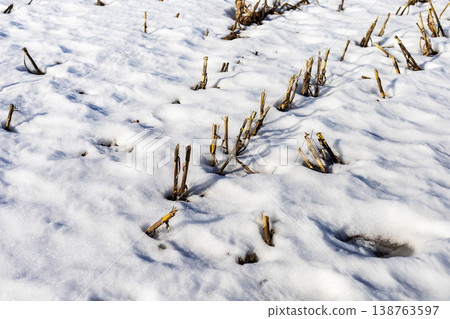 Frozen earth begins to thaw. Icy terrain gradually stirs as spring approaches with new growth 138763597