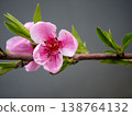Macro shot of a blooming pink peach flower with green leaves on a branch. Spring nature background with soft bokeh 138764132