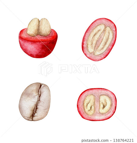 Red coffee cherries in cut and roasted bean watercolor isolated illustration set. Hand drawn tropical berries clip art for organic coffee packaging and education poster. Realistic detailed drawing. Red coffee cherries in cut and roasted bean watercolor isolated illustration set. Hand drawn tropical berries clip art for organic coffee packaging and education poster. Realistic detailed drawing. 138764221