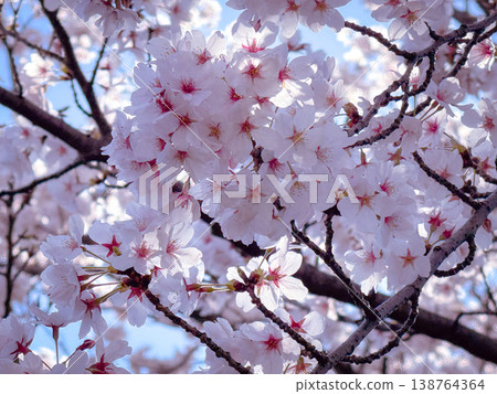 Sakura that shines in the blue sky Sakura that shines in the blue sky 138764364