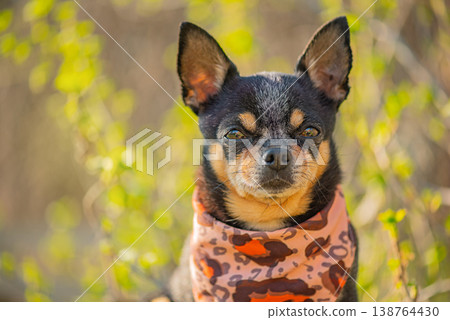 Chihuahua dog on a background of nature in spring. Chihuahua dog on a background of nature in spring. 138764430