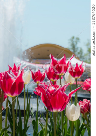 Blooming in the tulip field Blooming in the tulip field 138764520