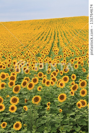 sunlit field filled with countless blooming sunflowers stretches into the distance sunlit field filled with countless blooming sunflowers stretches into the distance 138764674