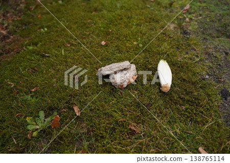 Two mushrooms on a mossy forest floor with scattered leaves and grass Two mushrooms on a mossy forest floor with scattered leaves and grass 138765114