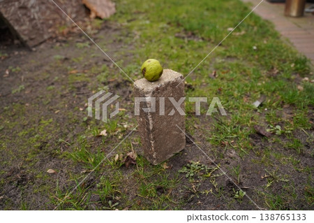 Green fruit on a weathered stone block in a muddy grassy yard near a wooden walkway 138765133