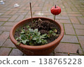 Flowerpot with soil and small green plant on a paved patio; a red apple is skewered on a stick as a marker 138765228