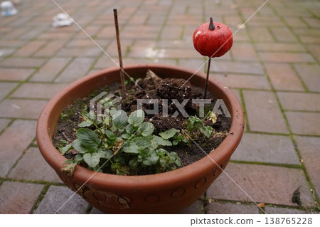 Flowerpot with soil and small green plant on a paved patio; a red apple is skewered on a stick as a marker 138765228