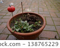 Plant pot with soil and small green plant on paving stones; a red fruit is pierced on a stick as decoration 138765229