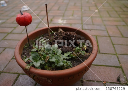 Plant pot with soil and small green plant on paving stones; a red fruit is pierced on a stick as decoration 138765229