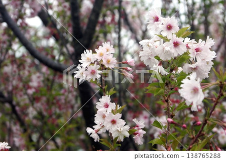 熊谷櫻(2026年4月9日)-櫻花筆記本。淡粉色。薔薇科,李屬。發現於熊谷櫻花體育公園。 熊谷櫻(2026年4月9日)-櫻花筆記本。淡粉色。薔薇科,李屬。發現於熊谷櫻花體育公園。 138765288