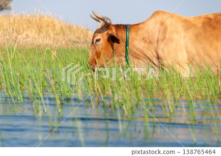 Cattle grazing in the Okavango Delta 138765464