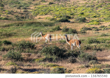 Southern Patagonians landscape 138765540