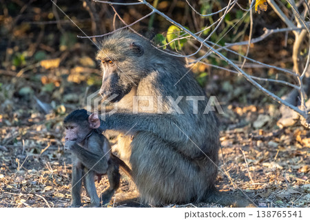 Baboon family in Chobe Baboon family in Chobe 138765541