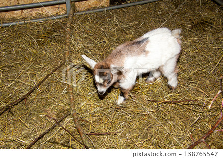 Newborn baby goat in the hay in the barn in Carinthia, Austria. White and brown. Newborn baby goat in the hay in the barn in Carinthia, Austria. White and brown. 138765547
