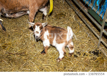 Newborn goat in the hay in the barn in Carinthia, Austria. White and brown. Newborn goat in the hay in the barn in Carinthia, Austria. White and brown. 138765554
