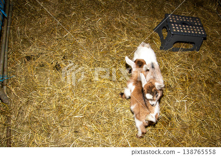 Two newborn baby goat brothers of a few days old, hugging each other. Photo taken in Carinthia, Austria. 138765558