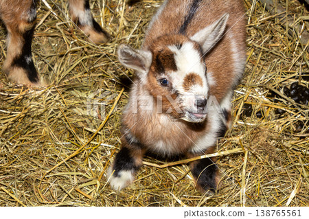 Newborn goat in the hay in the barn in Carinthia, Austria. White and brown. Newborn goat in the hay in the barn in Carinthia, Austria. White and brown. 138765561
