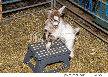 Newborn male goat of a few days age, jumping around in the hay in the barn. Photo taken in Carinthia, Austria.  138765563