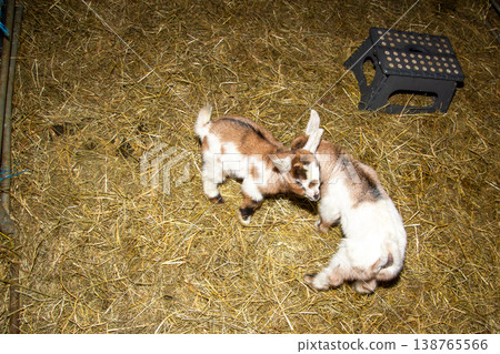 Two newborn baby goat brothers of a few days old, hugging each other. Photo taken in Carinthia, Austria. Two newborn baby goat brothers of a few days old, hugging each other. Photo taken in Carinthia, Austria. 138765566