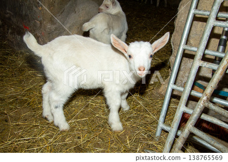 White colored newborn male goat investigating the shed. White colored newborn male goat investigating the shed. 138765569