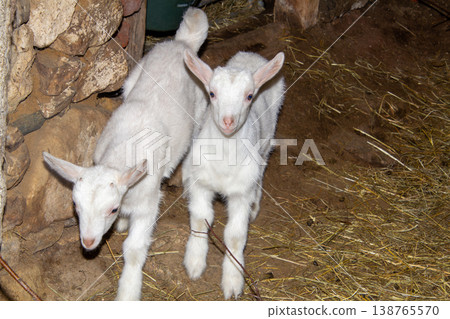 White colored newborn male goat investigating the shed. White colored newborn male goat investigating the shed. 138765570