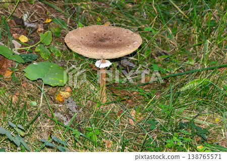 Close-up of a parasol mushroom in the forest of Carinthia. Close-up of a parasol mushroom in the forest of Carinthia. 138765571