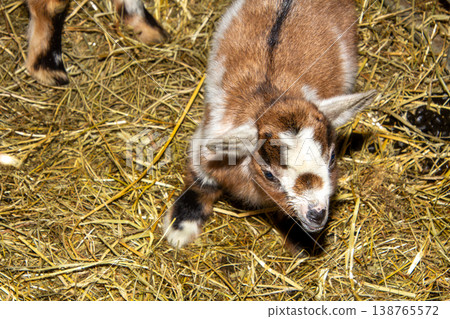 Newborn goat in the hay in the barn in Carinthia, Austria. White and brown. Newborn goat in the hay in the barn in Carinthia, Austria. White and brown. 138765572