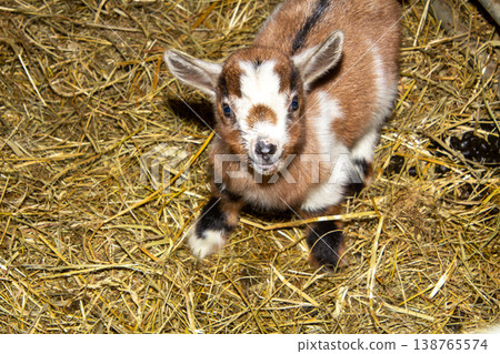 Newborn goat in the hay in the barn in Carinthia, Austria. White and brown. Newborn goat in the hay in the barn in Carinthia, Austria. White and brown. 138765574