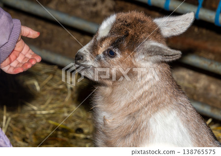 Newborn goat of a few days old looking friendly to the touch a four years girl. Photo taken in Carinthia, Austria. Newborn goat of a few days old looking friendly to the touch a four years girl. Photo taken in Carinthia, Austria. 138765575