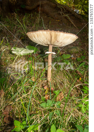 Close-up of a parasol mushroom in the forest of Carinthia. Close-up of a parasol mushroom in the forest of Carinthia. 138765577