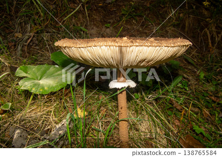 Close-up of a parasol mushroom in the forest of Carinthia. Close-up of a parasol mushroom in the forest of Carinthia. 138765584