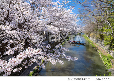 Omihachiman, Hachimanbori: Cherry Blossom Season Omihachiman, Hachimanbori: Cherry Blossom Season 138765660