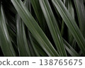 Green tropical leaves pattern background dense foliage texture natural jungle plant abstract botanical backdrop 138765675