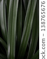 Vertical tropical leaf texture green plant lines natural botanical background minimal abstract pattern copy space 138765676