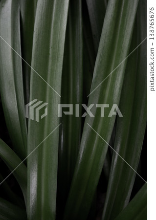 Vertical tropical leaf texture green plant lines natural botanical background minimal abstract pattern copy space Vertical tropical leaf texture green plant lines natural botanical background minimal abstract pattern copy space 138765676