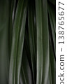 Green tropical leaves vertical pattern natural plant texture abstract botanical background minimal design copy space 138765677